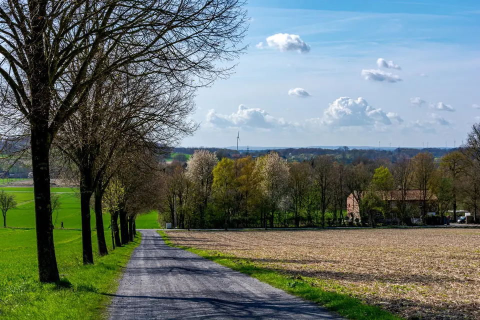 Wunderschöne ländliche Landschaft mit einer von Bäumen gesäumten Straße in Coesfeld, Deutschland, unter strahlend blauem Himmel.