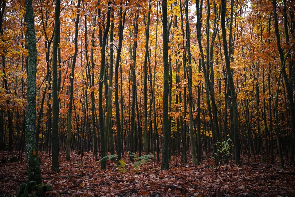 Beeindruckender Herbstwald in Troisdorf, Deutschland, mit lebhaften Herbstfarben und hohen Bäumen.